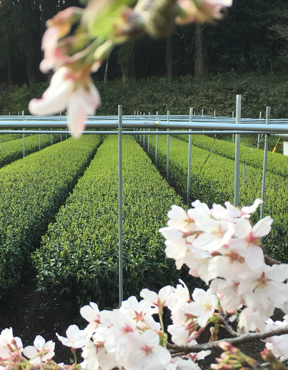 https://thevarieteashop.com/wp-content/uploads/2024/06/Sakamoto-Tea-Garden-Cover.jpg